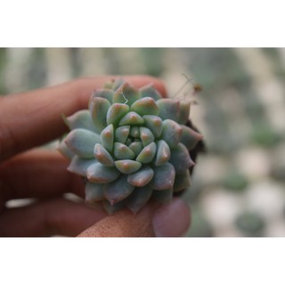 sen đá dù hồng 2-4cm