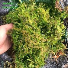 Giá thể trồng cây cảnh Rêu rừng xanh đã qua xử lý, ghép phong lan, trồng lan - gói 5dm
