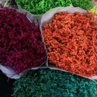 Hoa sao khô trang trí cắm bình