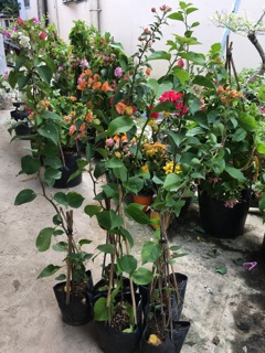 Cây hoa giấy giống