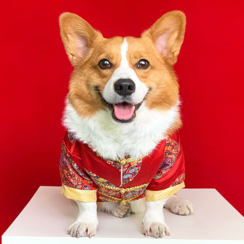 Quần áo cho chó cưng vào mùa thu và đông Những chú vừa nhỏ dày dặn ấm cotton Bộ đồ lễ hội đặc biệt của Shiba Inu