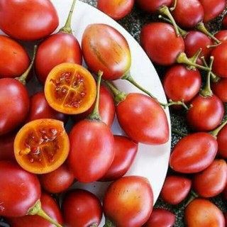 Hạt giống cà chua thân gỗ