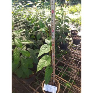 Cây giống La hán quả