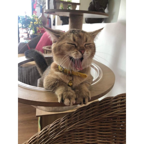 Võng meka nhập khẩu, võng nhựa cho mèo nằm