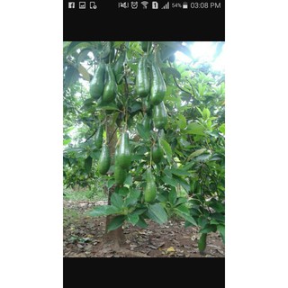 CÂY BƠ TRÁI DÀI 034