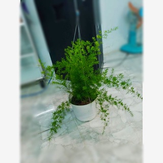 Cây Thiên Môn Đông- tặng kèm phân bón