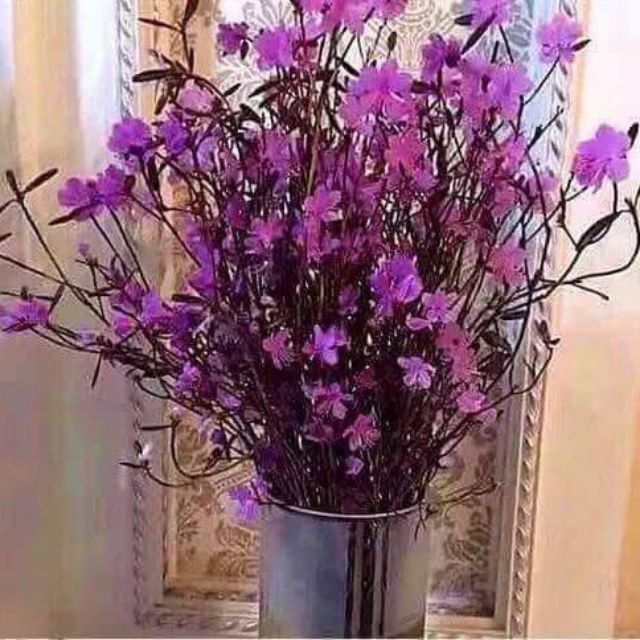 Hoa đỗ quyên khô giá siêu rẻ