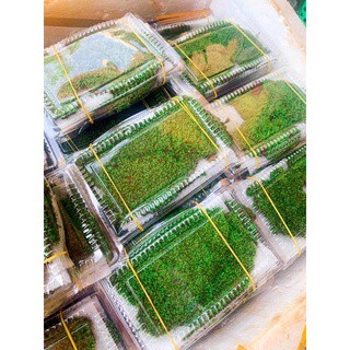 RÊU MINIFISS LÁ NƯỚC | Mini fiss TRẢI NỀN HỒ THUỶ SINH