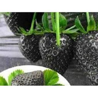 Hạt giống Dâu Tây Đen