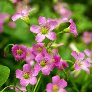 2 củ me chua hoa hồng