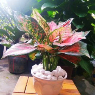 Cây Vạn Lộc Chậu Sứ Để Bàn