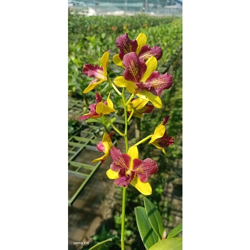 Hoa lan dendro ba đỏ ba vàng cây tơ đẹp chuẩn hoa