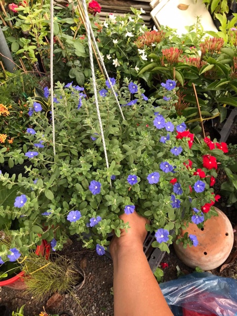 Hoa thanh tú chậu treo