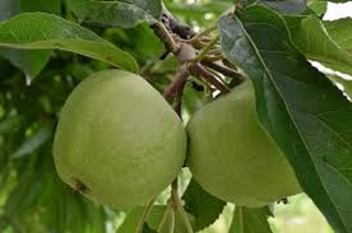 Cây táo nhập khẩu, Cây Táo xanh mỹ, giống táo quả ngon ngọt, siêu sai quả