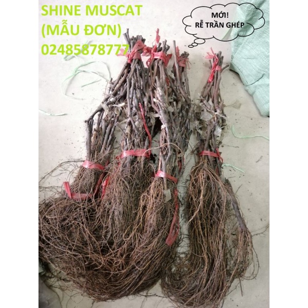 CÂY GIỐNG NHO XANH SHINE MUSCAT MẪU ĐƠN