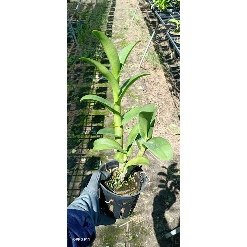 Denro Nắng Bò Vàng cây đang nụ