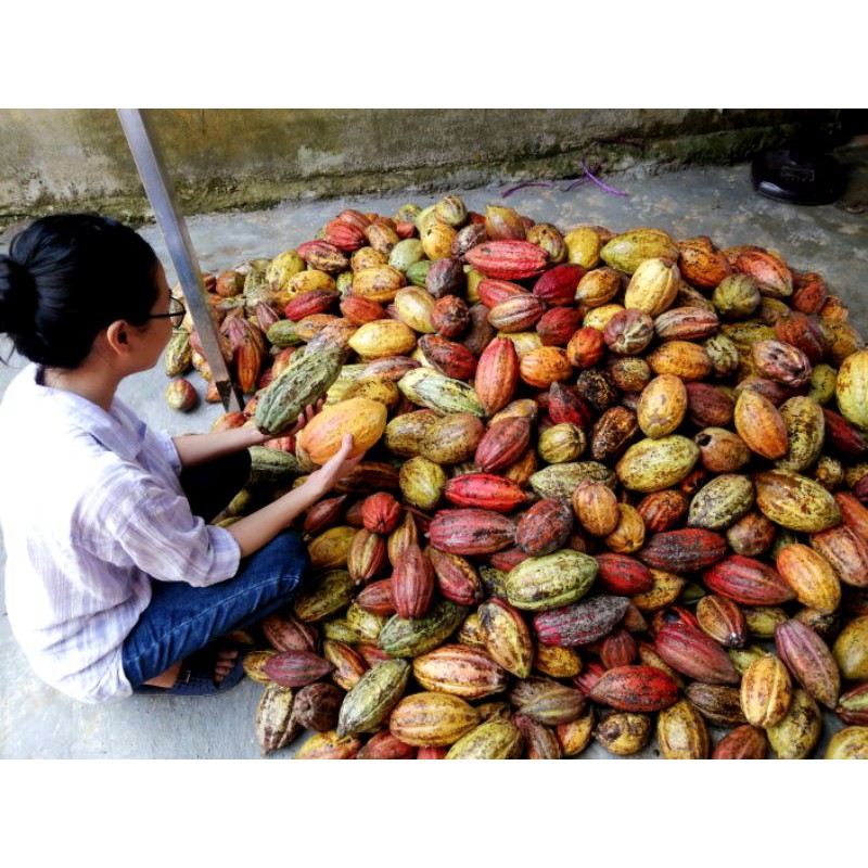 Cacao tươi  - Cocoa pod