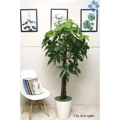 Cây giả - cây kim ngân cao 1,5m decor siêu chảnh - Hoa Lụa Duy Minh