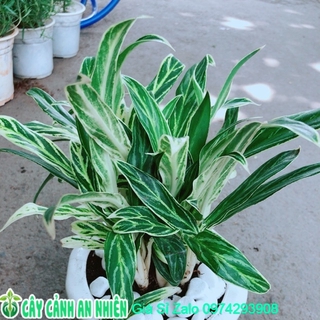 Chậu cây giữ tiền