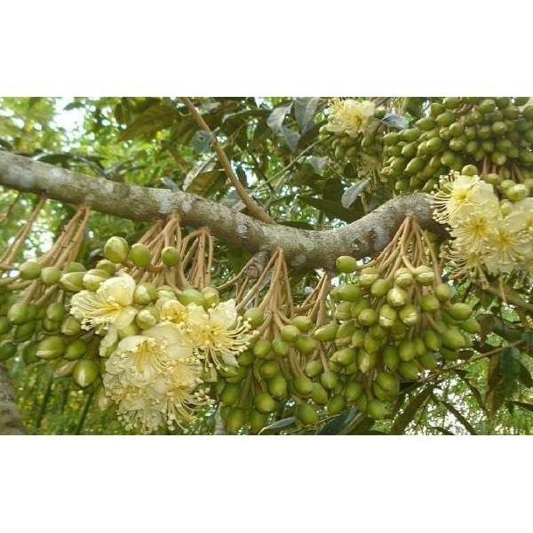 Phân bón Flower+. Giúp cây trồng ra hoa nhanh, nhiều đồng loạt khoẻ, hạn chế rụng hoa.