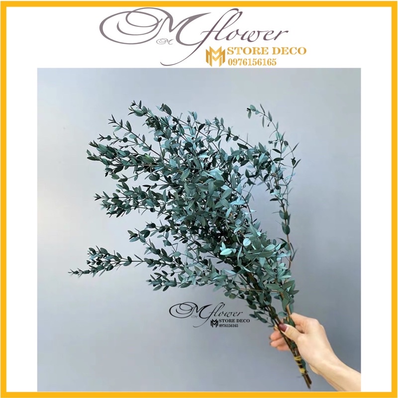 Hoa lá khô bạch đàn Eucalyptus trang trí cắm hoa, decor nhà cửa, chụp hình sản phẩm