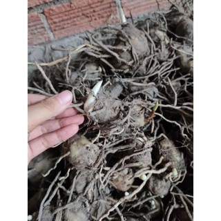 Củ Địa Lan Luân rừng