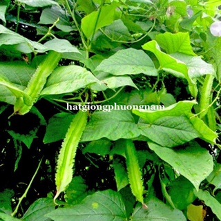 10gr - hạt giống đậu rồng