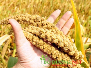 1kg hạt kê nếp (đã bóc vỏ)