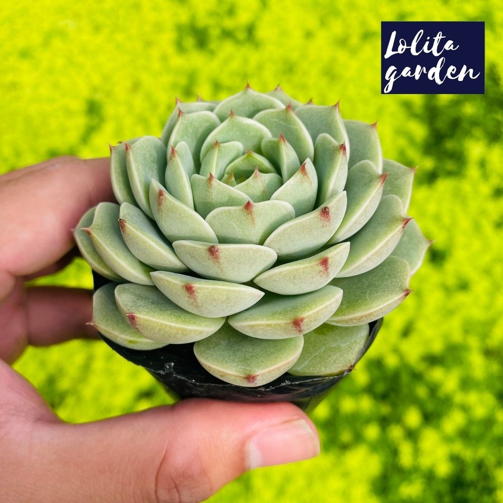 Sen đá vân mai Đà Lạt size bé cây cảnh trang trí nhà cửa Lolita garden