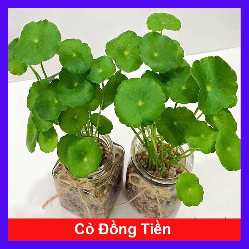 cây cỏ ( đồng tiền ) để bàn làm cảnh siêu đẹp