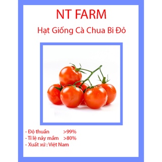 HẠT GIỐNG CÀ CHUA BI CHỊU NHIỆT F1 DDXL