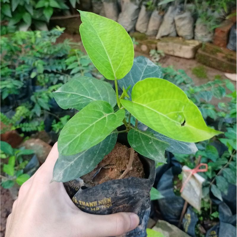 Cây giống thìa canh lá to đặc sản hòa bình mua 5 cây tặng 1 cây