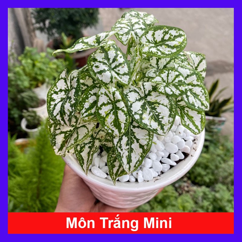 Cây Môn Trắng Mini ( Môn May Mắn ) - Cây cảnh mini để bàn + Tặng phân bón cho cây mau lớn