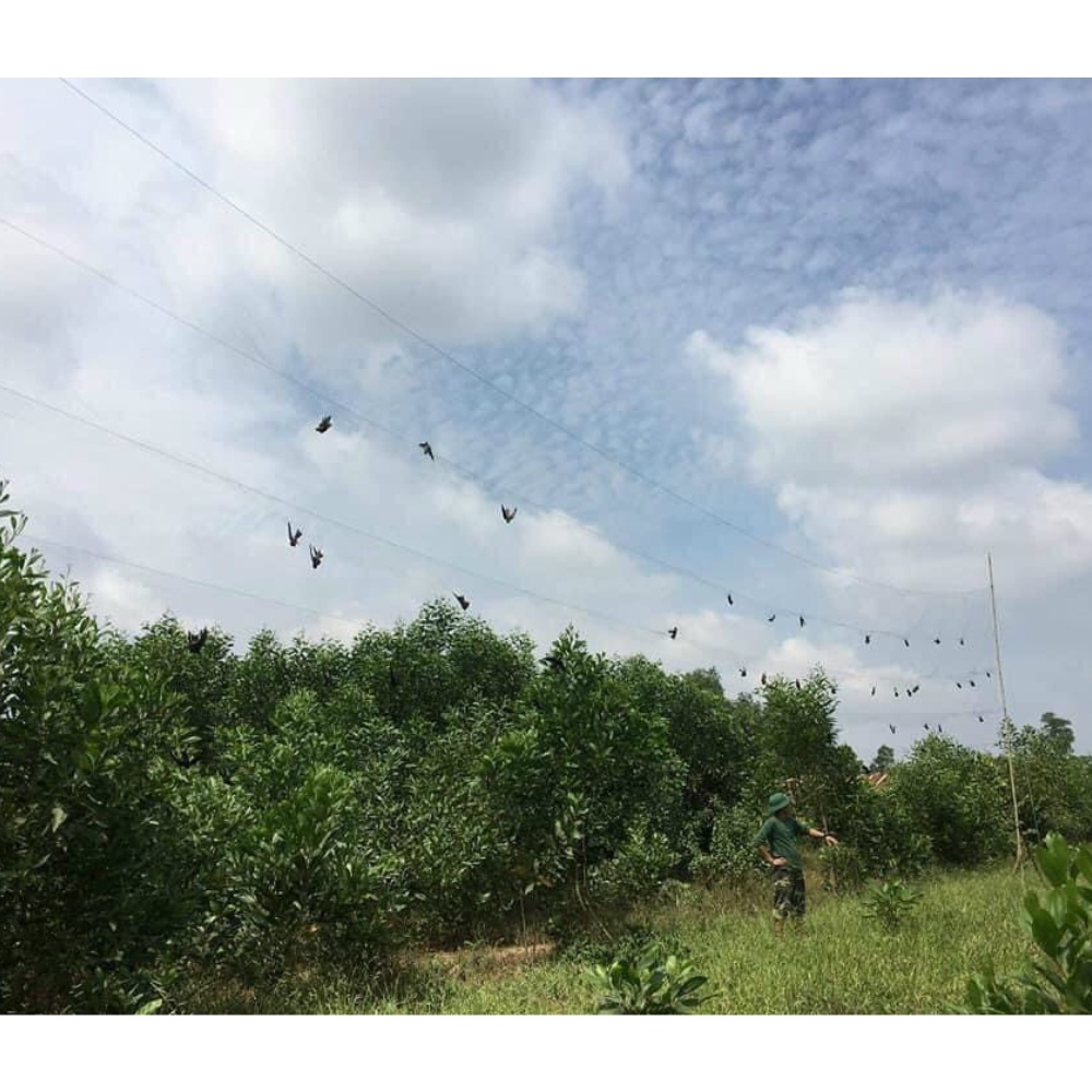 Lưới bẫy chim Ri, Sâu, Khuyên mắt 3p tàng hình thái lan, cao 4m, 4 dây 3 túi, đã thắt chống gió dài 20, 30,60