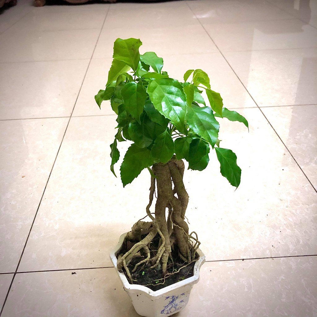 Cây hạnh phúc bonsai cao 25-30cm - Cây cảnh để bàn