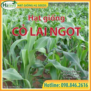 Hạt giống cỏ Lai Ngọt - gói 100g siêu năng suất dùng trong chăn nuôi trâu, bò, cá, thỏ...