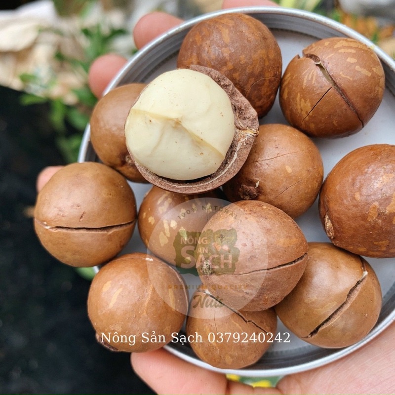 500g Hạt Macca Organic Sạch Di Linh Lâm Đồng nhà trồng size A (hạt mắc ca)
