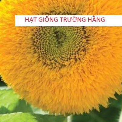 Gói 30 HẠT GIỐNG HOA HƯỚNG DƯƠNG LÙN KÉP HƯỚNG DƯƠNG XÙ