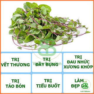 Hạt Giống Rau Mồng Tơi Đỏ Cao Sản 5G