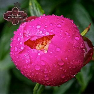 Trà HOA MẪU ĐƠN (Peony)