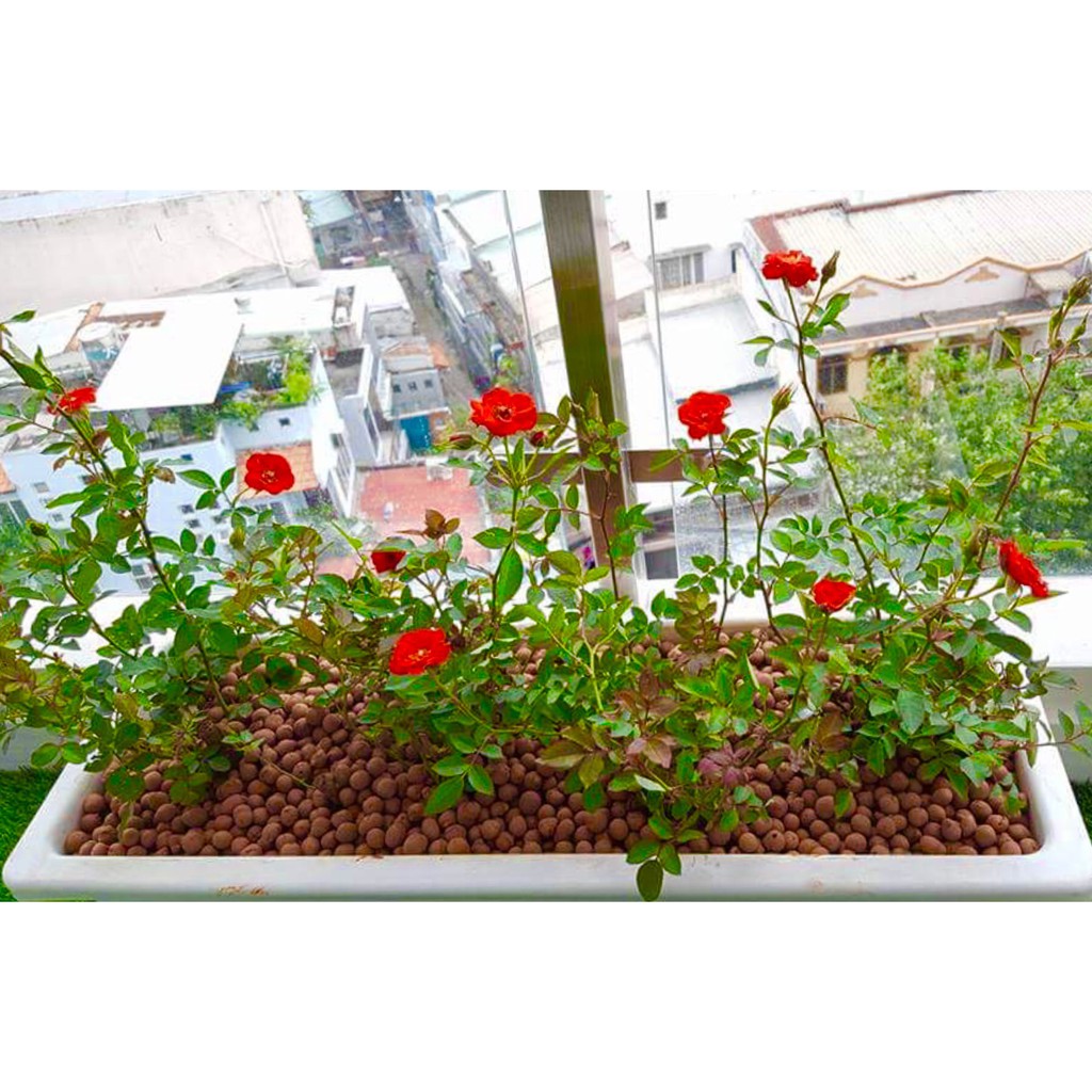 Túi 1 lít - đất sét nung Thailand giá thể siêu nhe hoàn toàn thiên nhiên đạt chuẩn châu âu