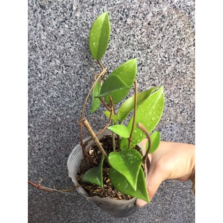 Chậu cẩm cù giống