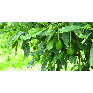 1LIT CALMAX PHÒ NG NỨT TRÁI GH Ẻ TRÁI TH ỐI TRÁI