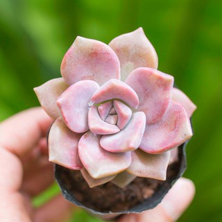 Sen đá hồng mập thuần khí hậu siêu khỏe siêu xinh lỗi 1 đổi 1-vườn sen đá