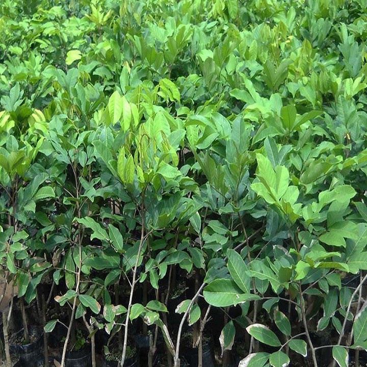 Cây giống chôm chôm nhãn cho năng suất cao