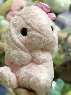 Thỏ cute đáng yêu (ảnh thật)