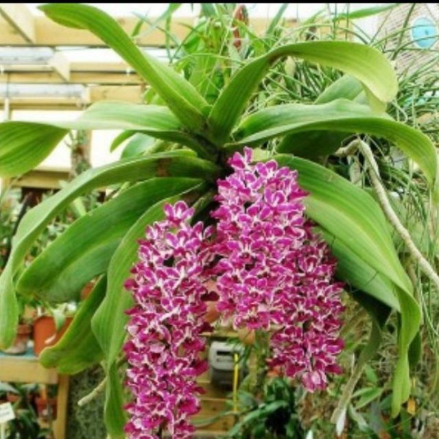 Phong lan ngọc điểm Giò ghép gỗ