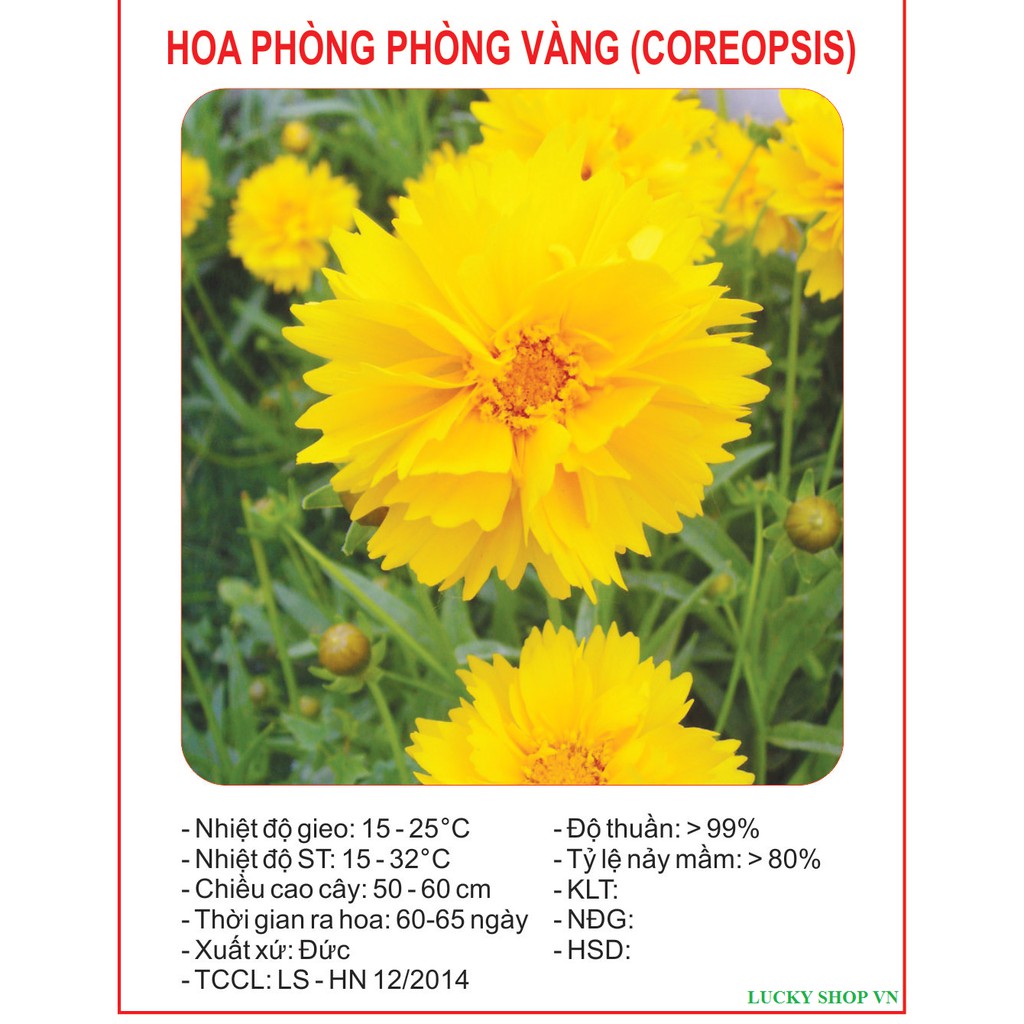 Hạt Giống Hoa Phòng Phòng Vàng