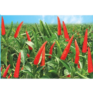 Hạt Giống Ớt Hiểm F1 VA.99999 Năng Suất Cao , Quả To Đẹp gói 5gram