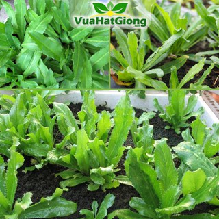 Hạt Giống Rau Ngò Gai (Mùi Tàu)